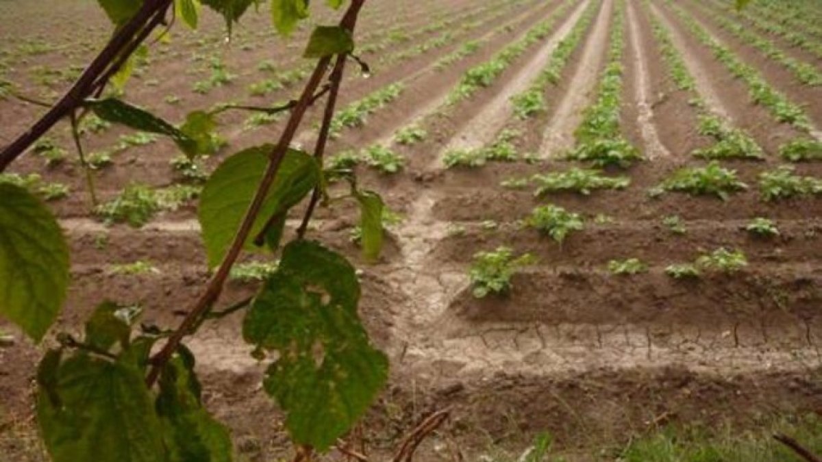 La emergencia por la sequía logra por fin un