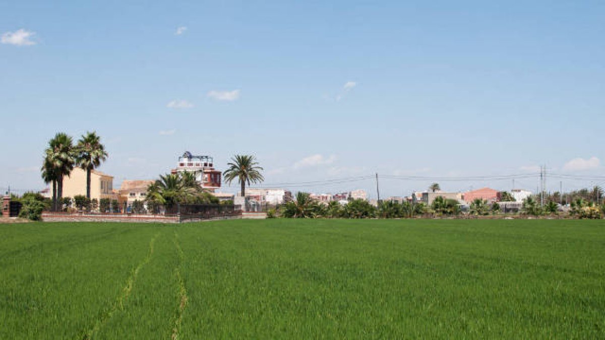 El arroz valenciano en peligro por la competencia desleal asiática