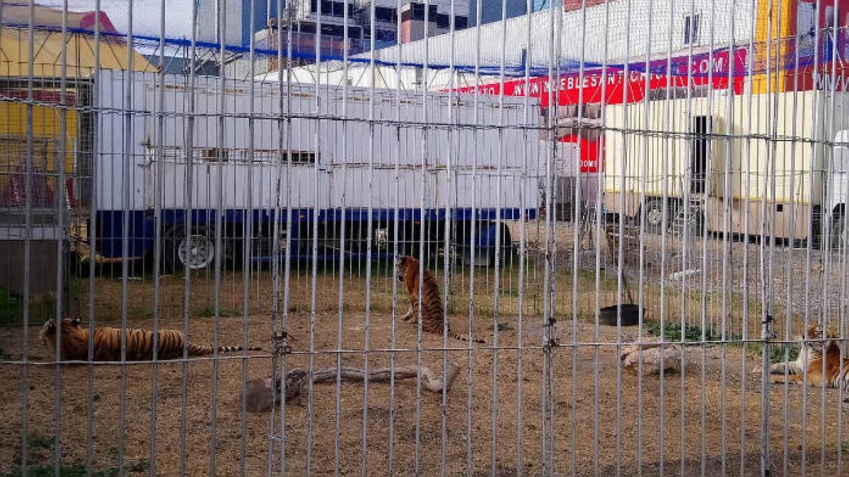 Muchos animales viven encerrados