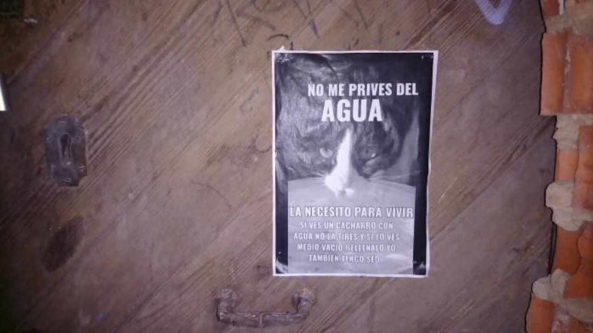 Los gatos también tienen sed