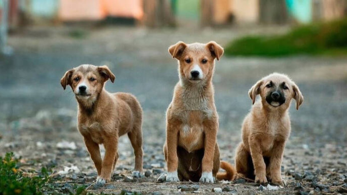 Las protectoras de animales al borde del colapso por el COVID-19