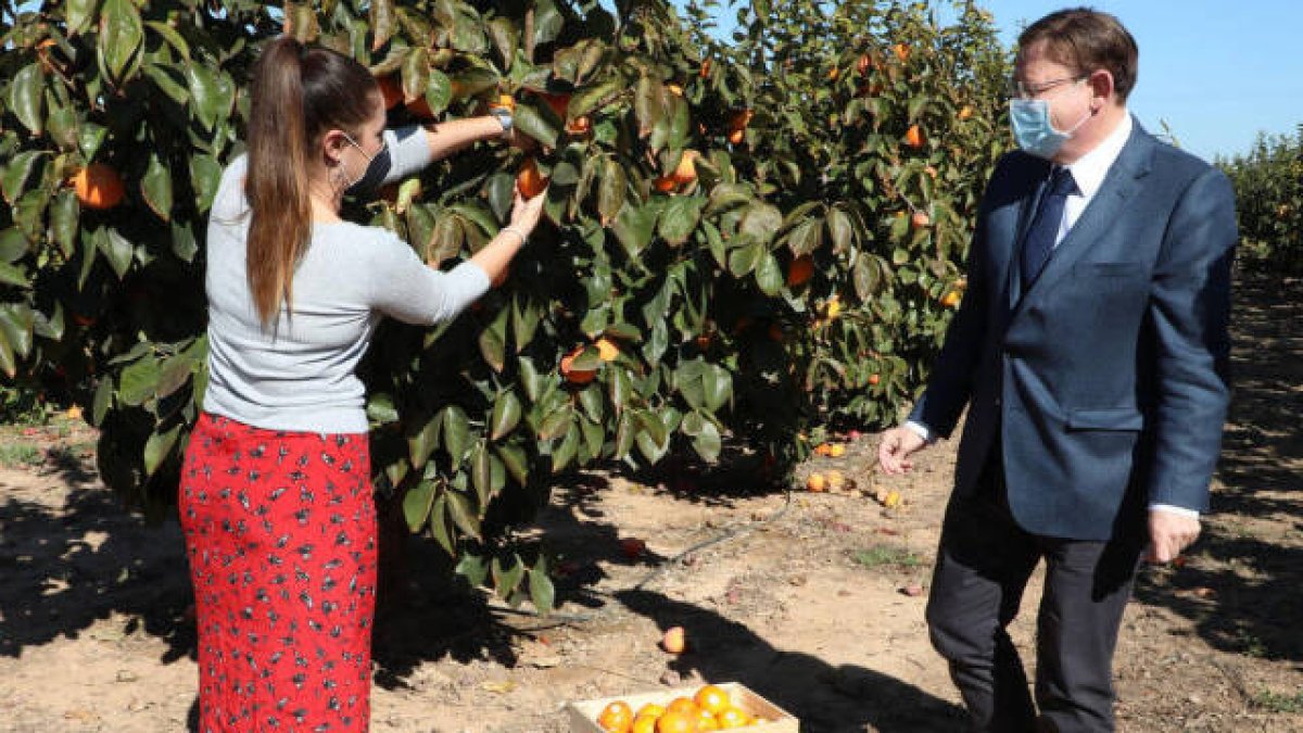 MIreia Mollà y Ximo Puig recogiendo caquis