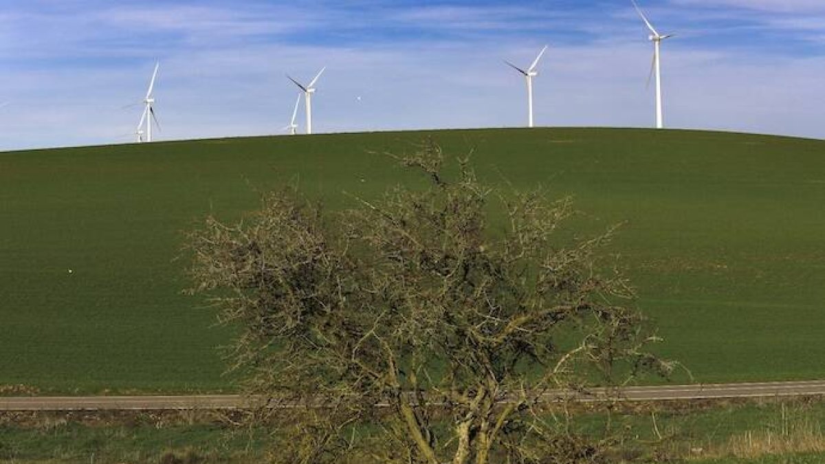 Iberdrola se erige en garante de la biodiversidad
