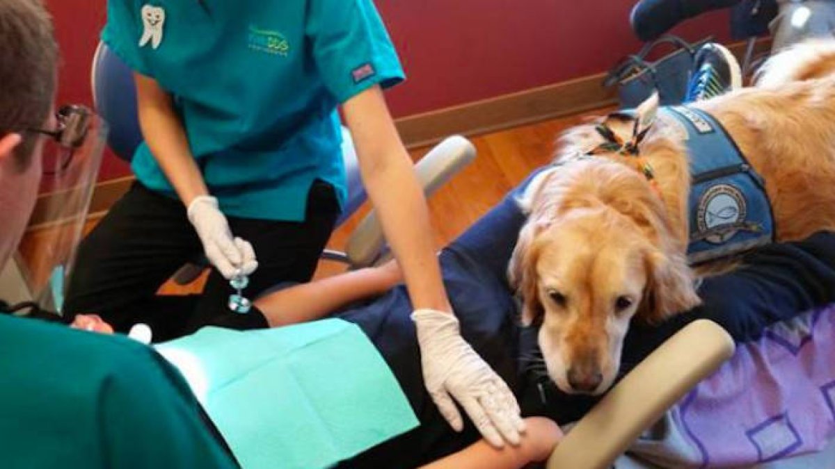 Los perros prestan, en múltiples facetas, un destacado apoyo a muchas personas