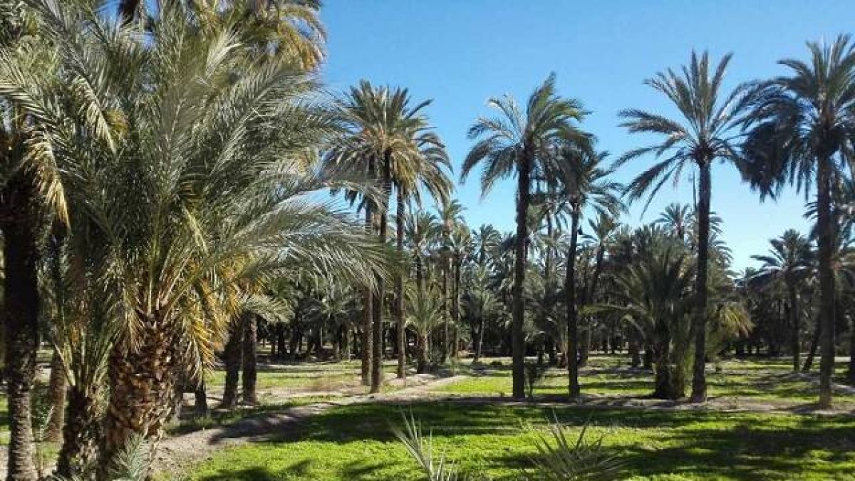 Elche valora la decisión de la UE de crear corredores seguros para el turismo
