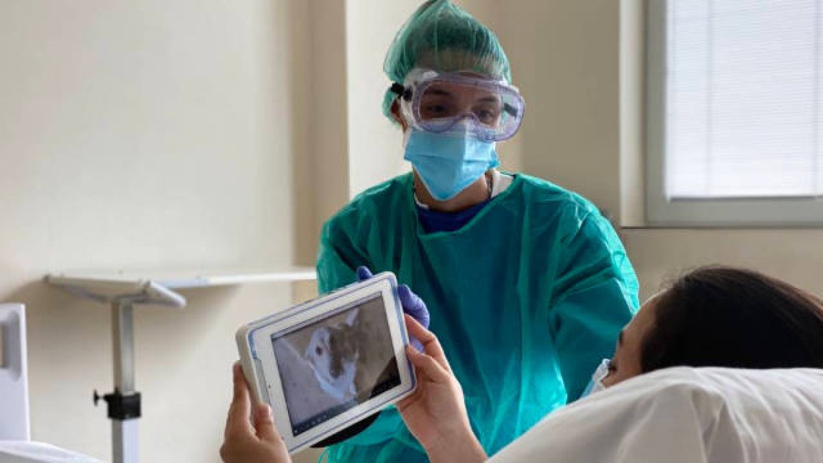 Torrevieja y Vinalopó facilitan las visitas de mascotas a pacientes aislados