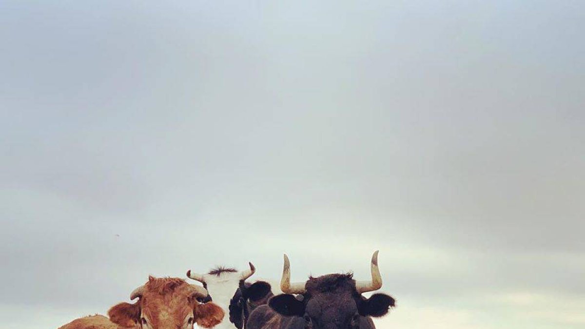 De izquierda a derecha, Sansón, Moisés, Patricio y Ferdinand, los toros del santuario Compasión Animal que esperan la llegada de Pepe.