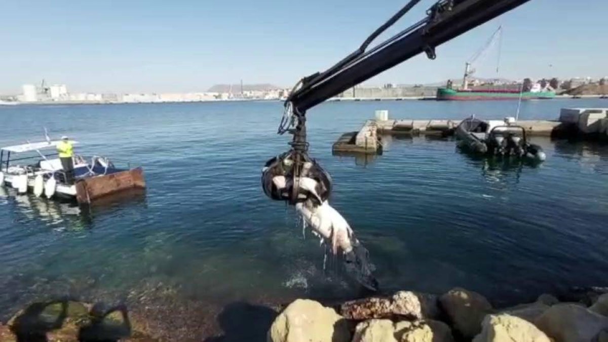 Aparece muerto un tiburón de más de tres metros en Alicante