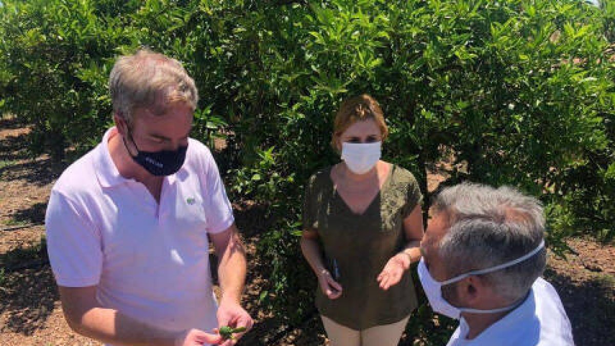 Óscar Clavell observa plaga del cotonet