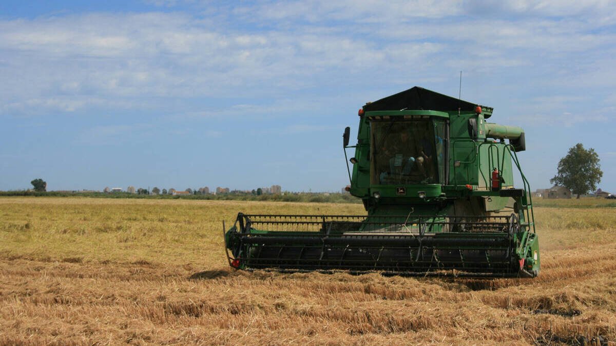 El mercado del arroz augura un buen futuro por el descenso de importaciones
