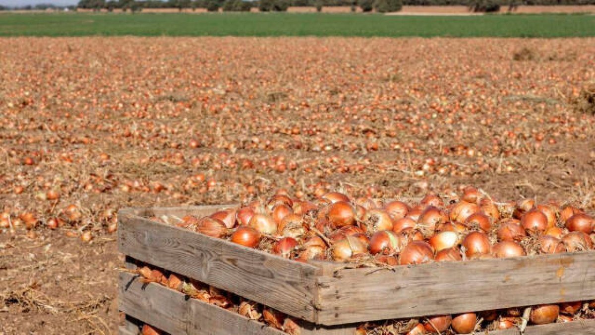 Mercadona compra un 6% más de cebolla nacional
