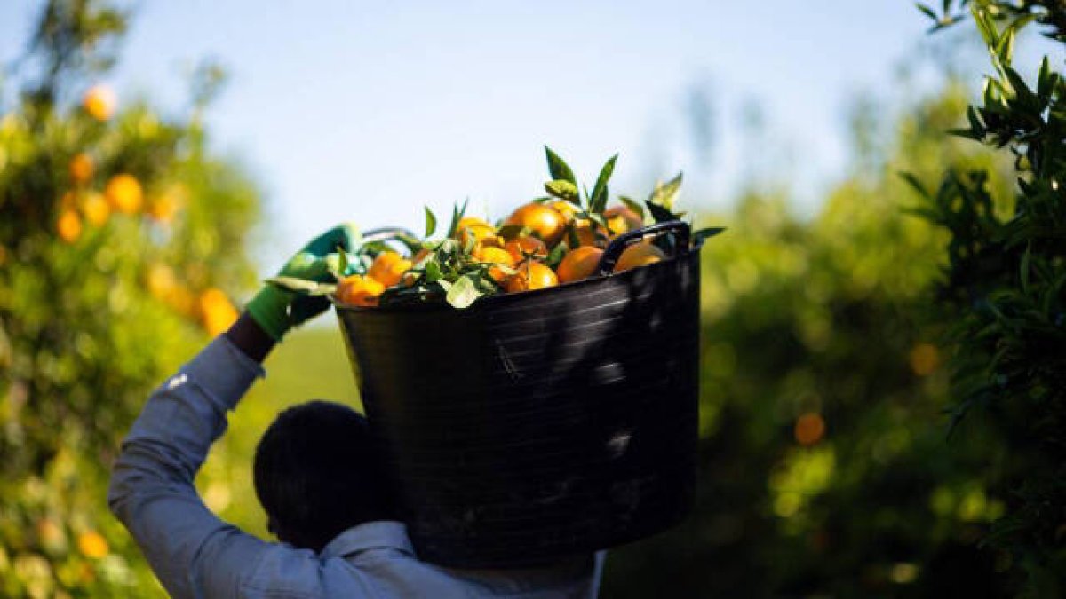 Mercadona apuesta por las naranjas y las mandarinas nacionales