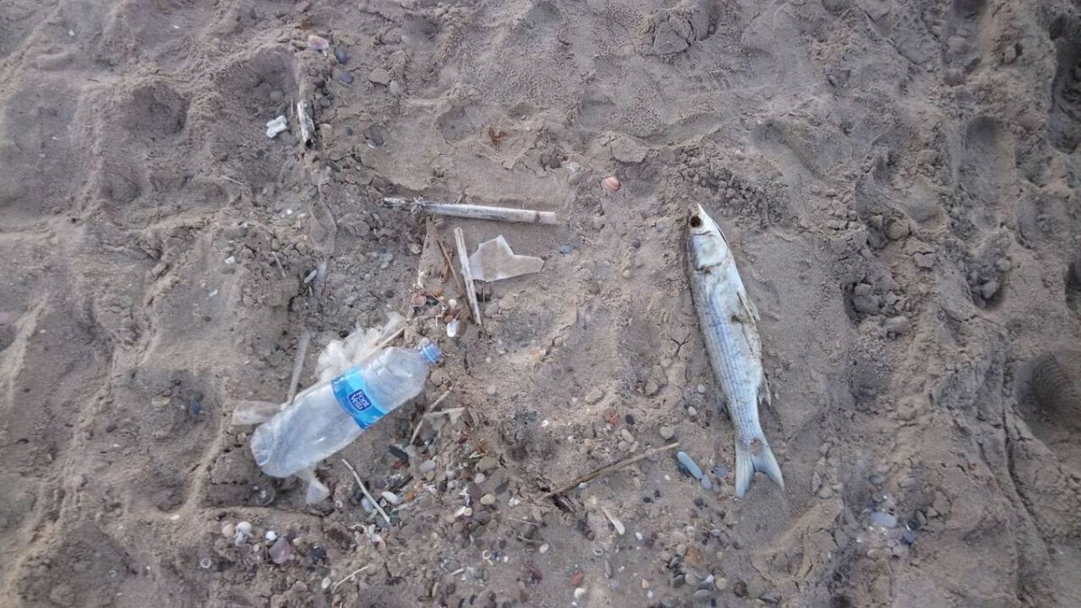 Hemos convertido el mar en una trampa mortal
