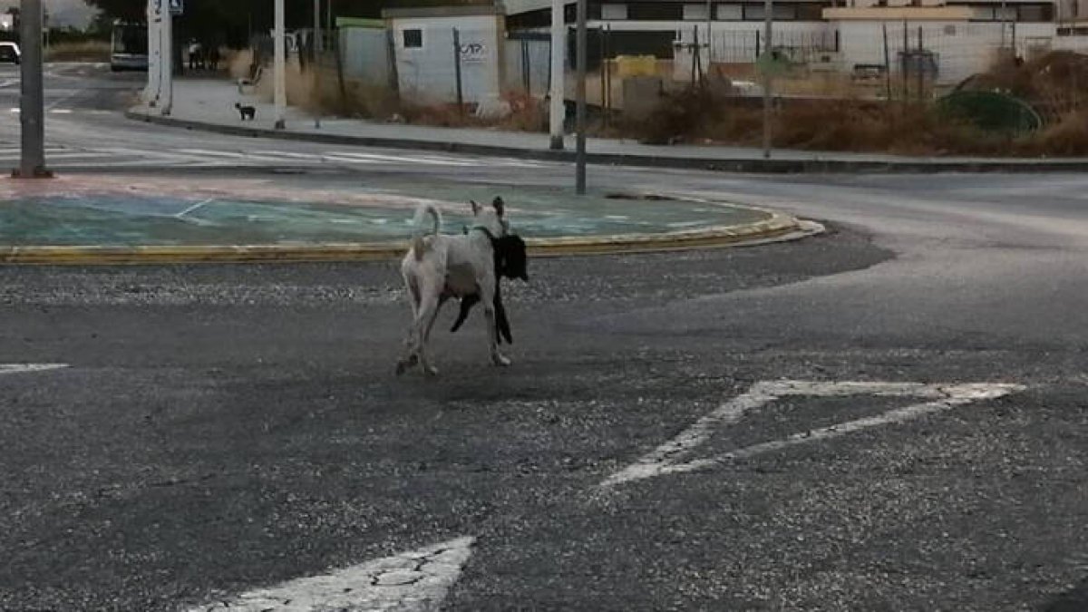 Víctimas de otra víctima