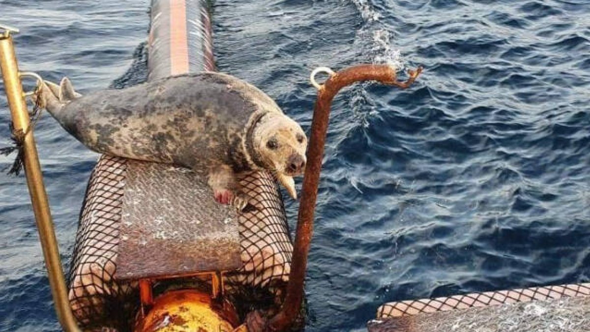 Esta es la foca gris de la raza 'Halichoerus grypus' que ha aparecido en el puerto de Altea / FOTO: ECOLOCALIZA-GRANJA DE ATUNES TUNIEX