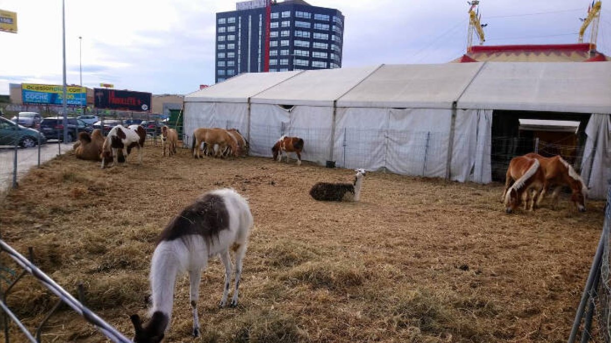 Había una vez un circo...