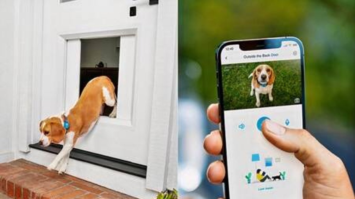 ¿Puerta inteligente para mascotas? Descubre las soluciones que puede ofrecerte esta tecnología