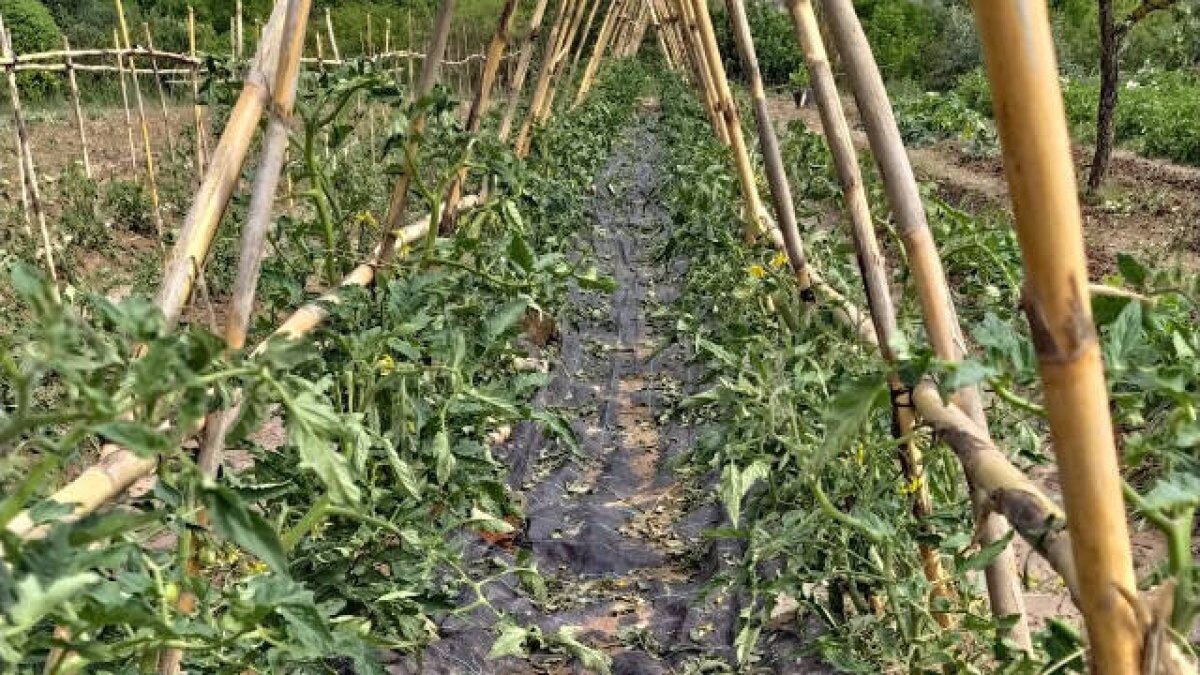 El fuerte granizo causa elevados daños en los cultivos