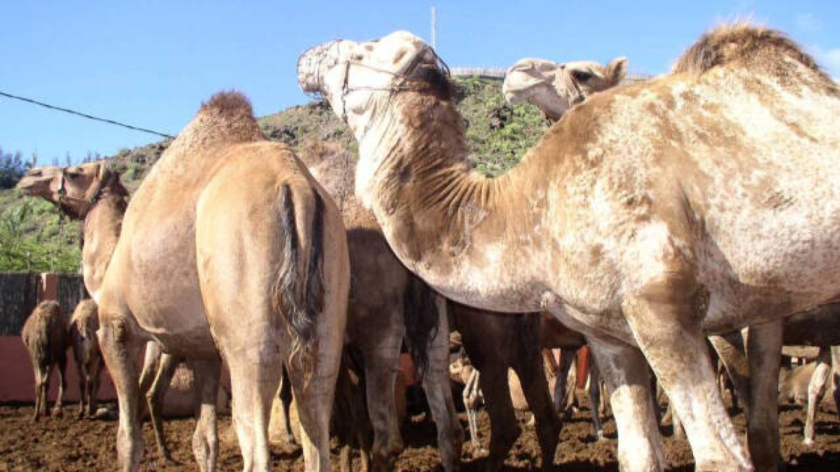 Trágico desenlace de la excursión por dromedario en Manises