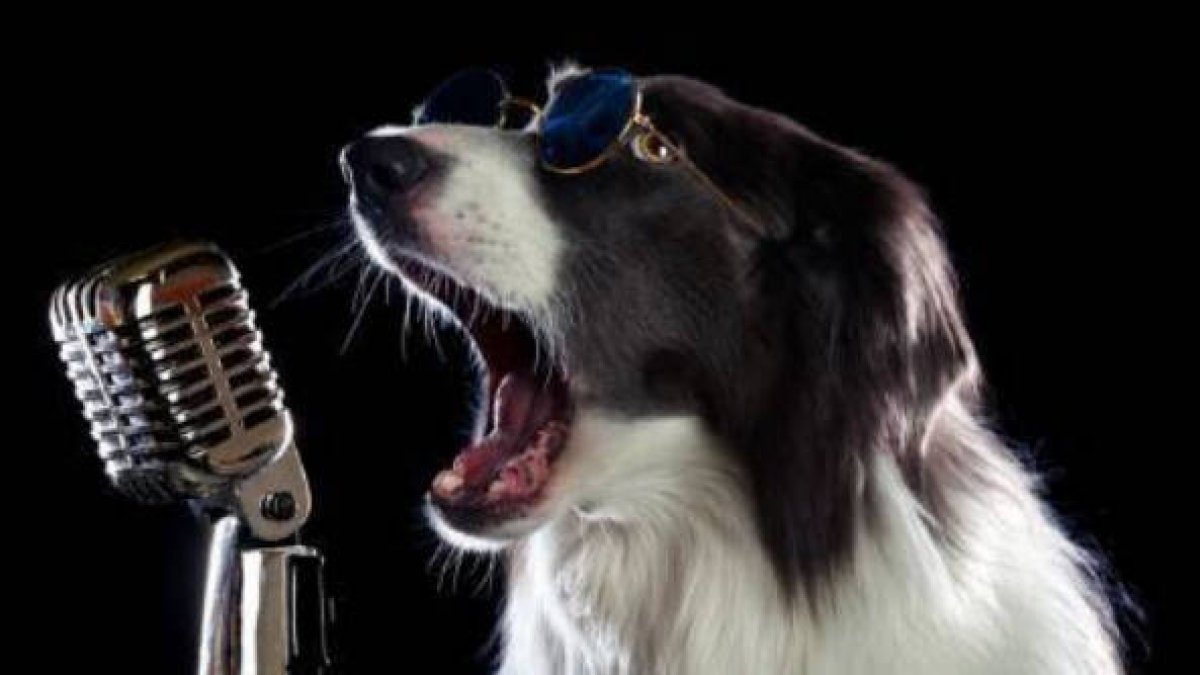 Concierto para perros en Llíria