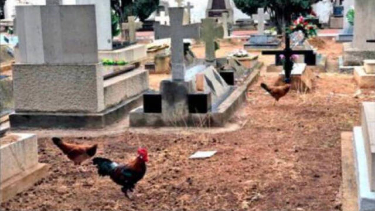 Gallinas campando a sus anchas en el cementerio de Castellón