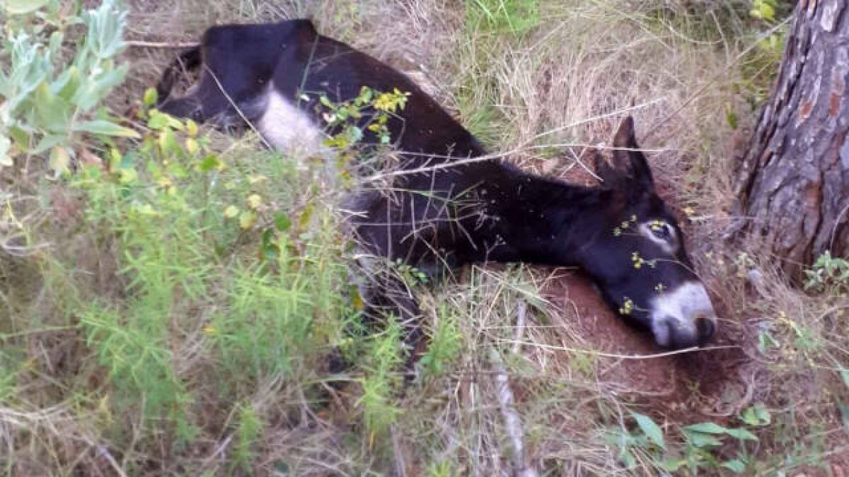 Uno de los burros muertos en el Desert de Les Palmes