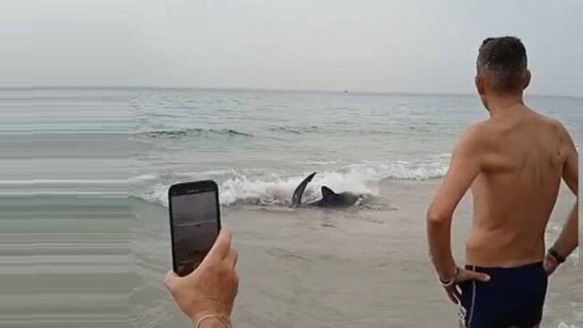 El tiburón tintorera ha aparecido este jueves en la playa de Poniente de Benidorm