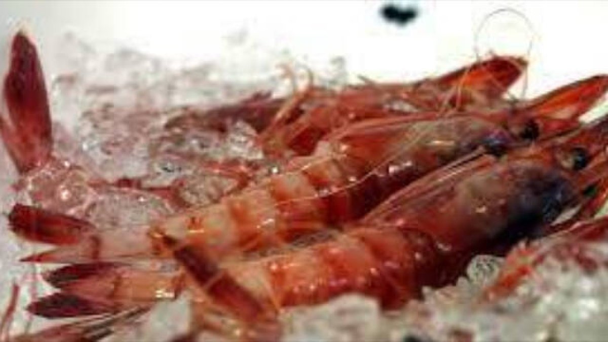Gamba roja de Dènia
