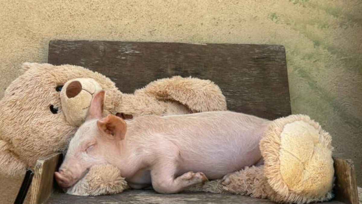 Bernardino. Imagen Santuario Compasión Animal