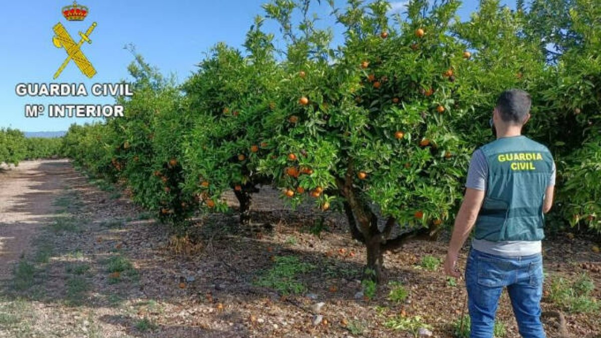 Detenidas dos personas por sustraer naranjas - GUARDIA CIVIL