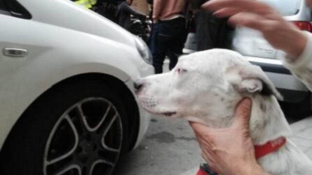 El perro cruce de Dálmata y American Stanford al ue salvaron al caer de un cuarto piso