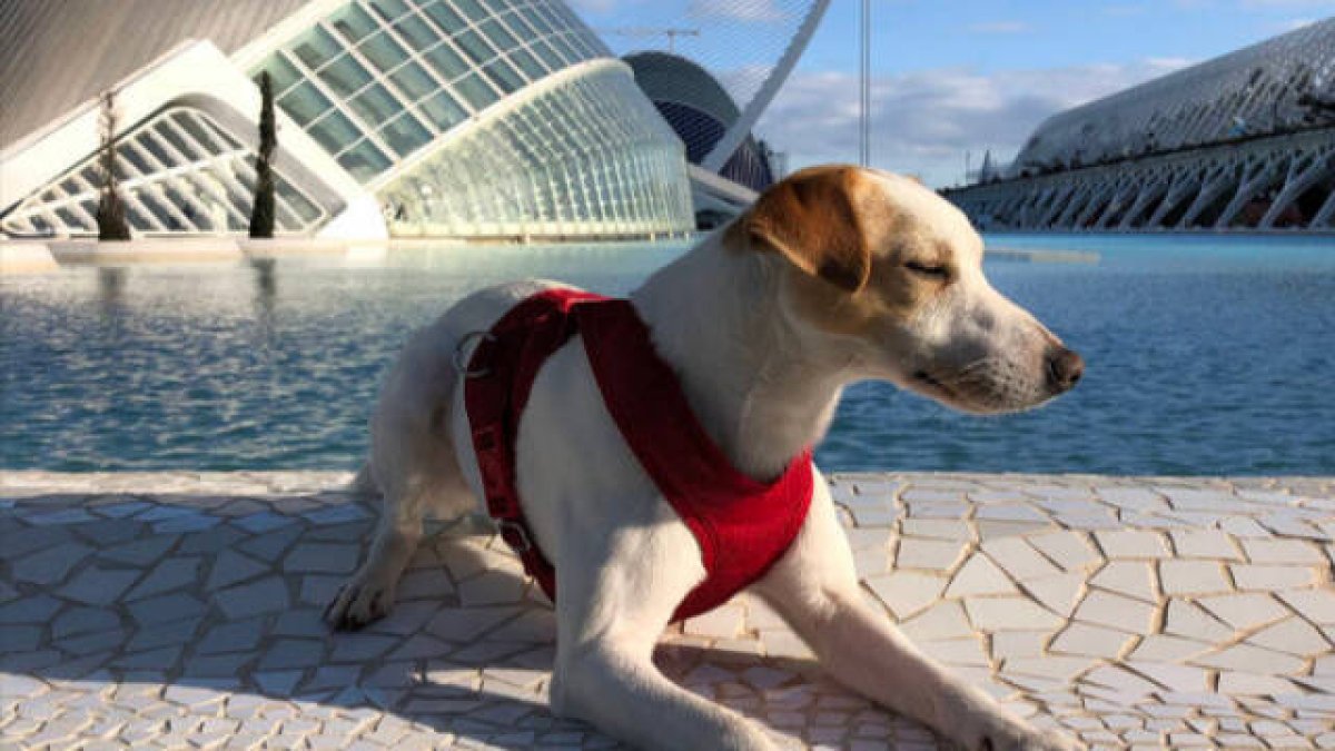 Perro en Valencia