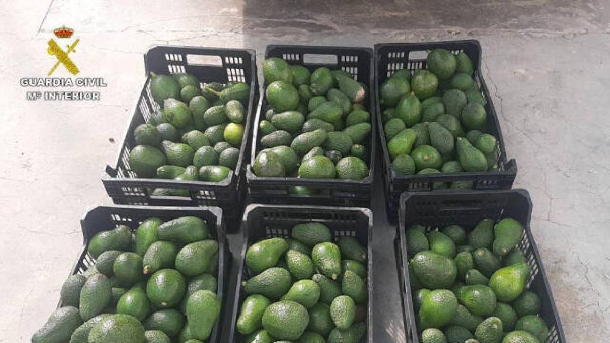 Aguacates intervenidos por la Guardia Civil
