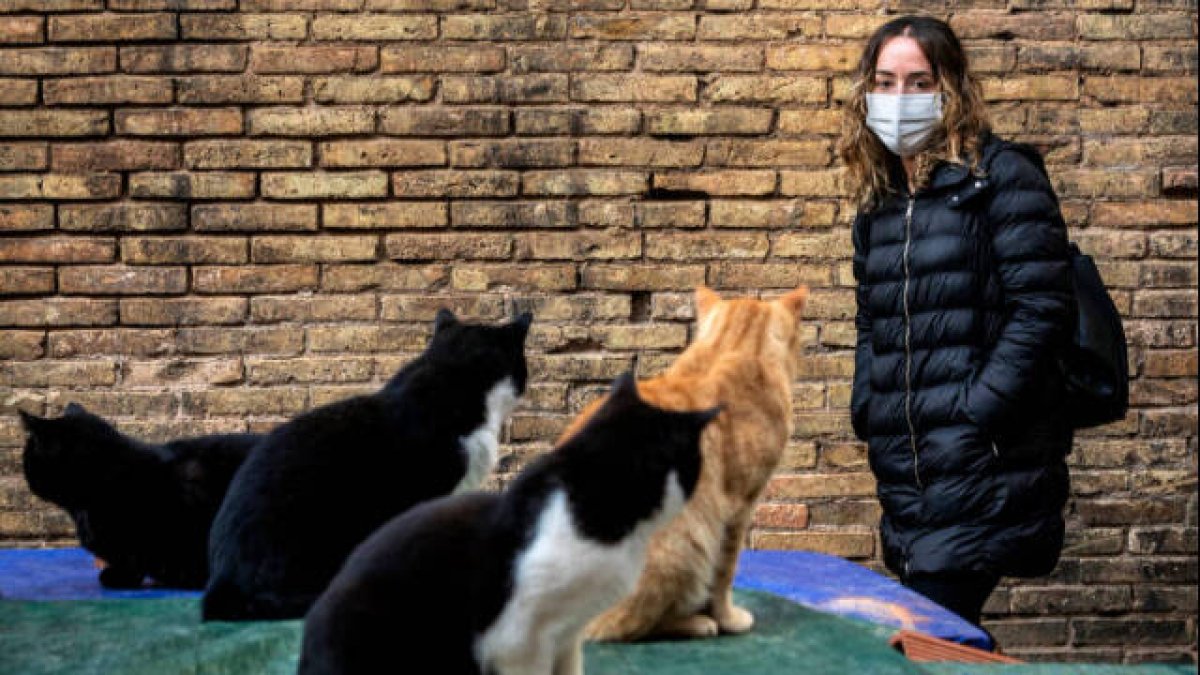 La concejala de Bienestar Animal, Gloria Tello, ante una colonia felina