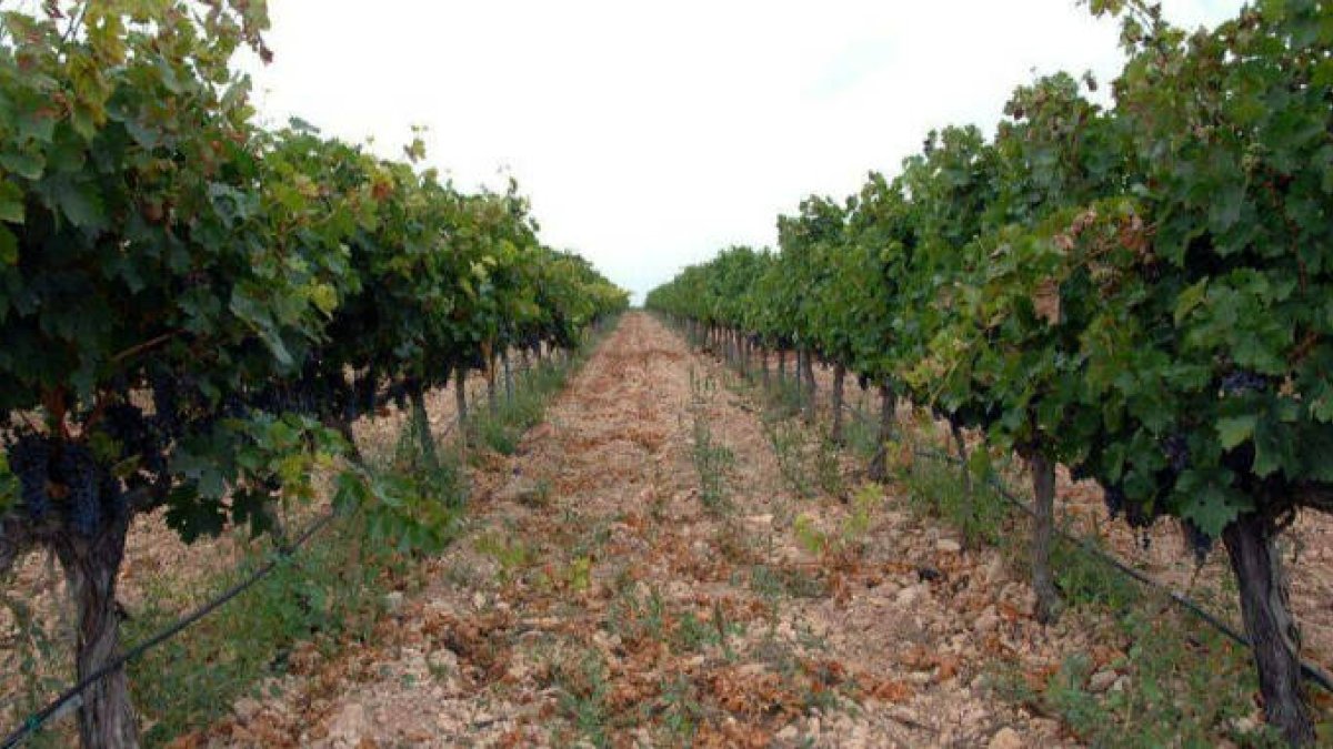Los agricultores denuncian una 'oleada' de robos en las casetas de campo