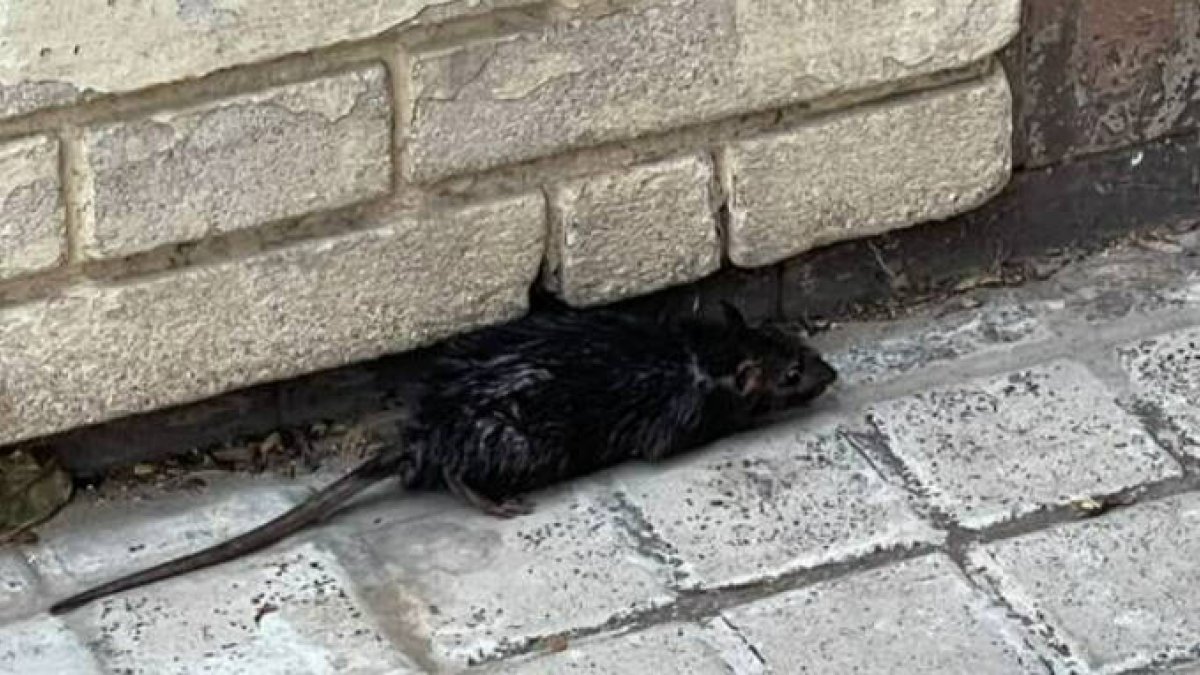 Las ratas pierden el miedo y se 'adueñan' de las calles de Valencia