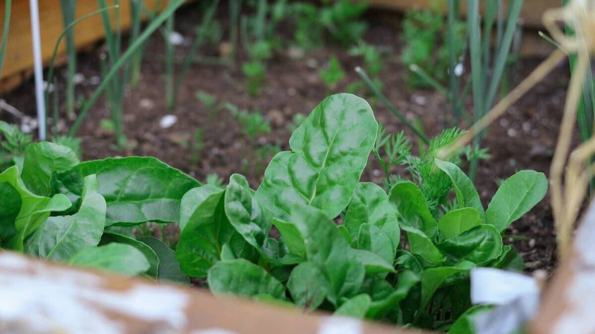 Claves para montar un huerto ecológico en casa