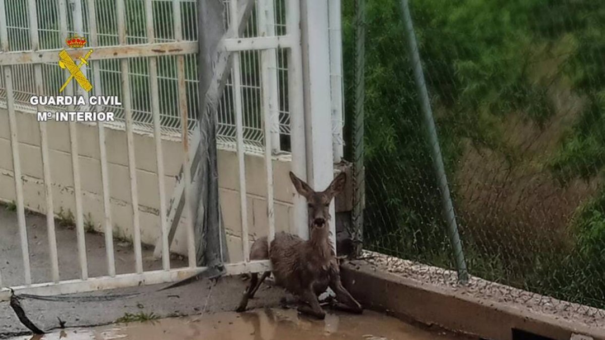 Imagen del animal atrapado en la verja - GUARDIA CIVIL
