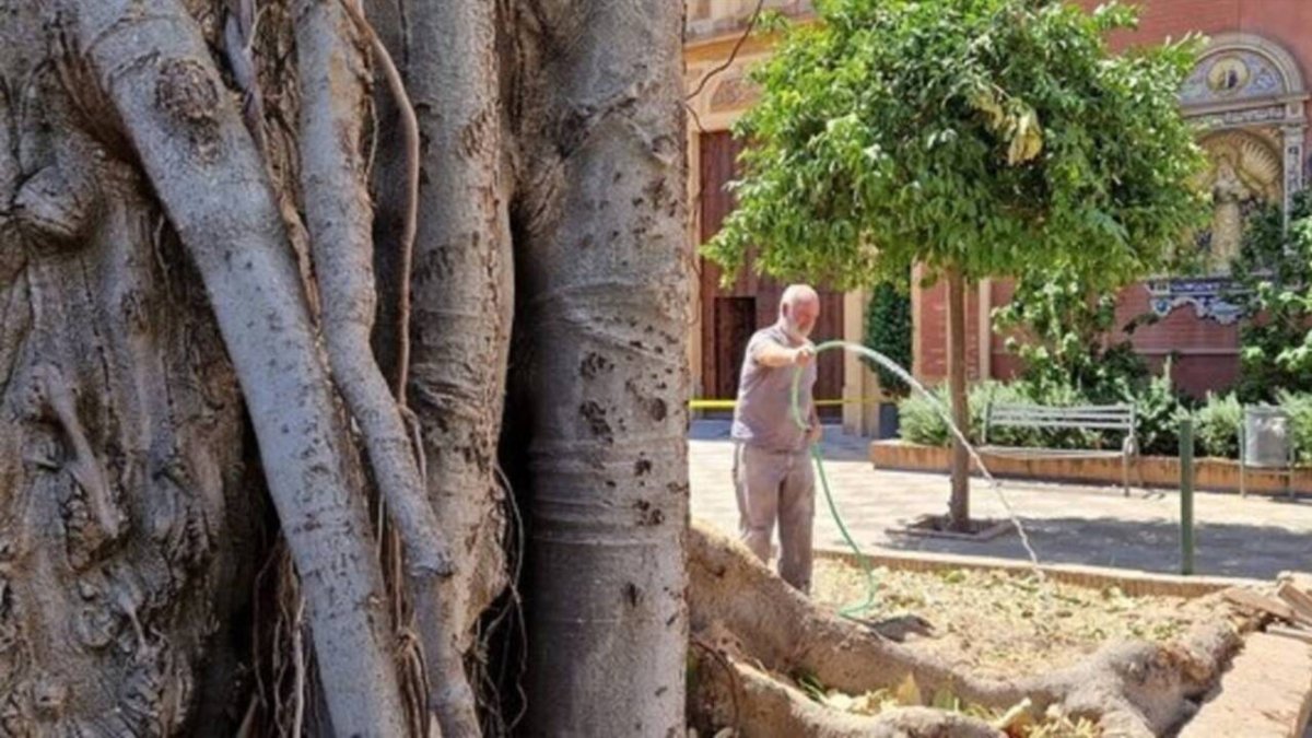 Siguen los cuidados del árbol centenario tras la fuerte poda sufrida.