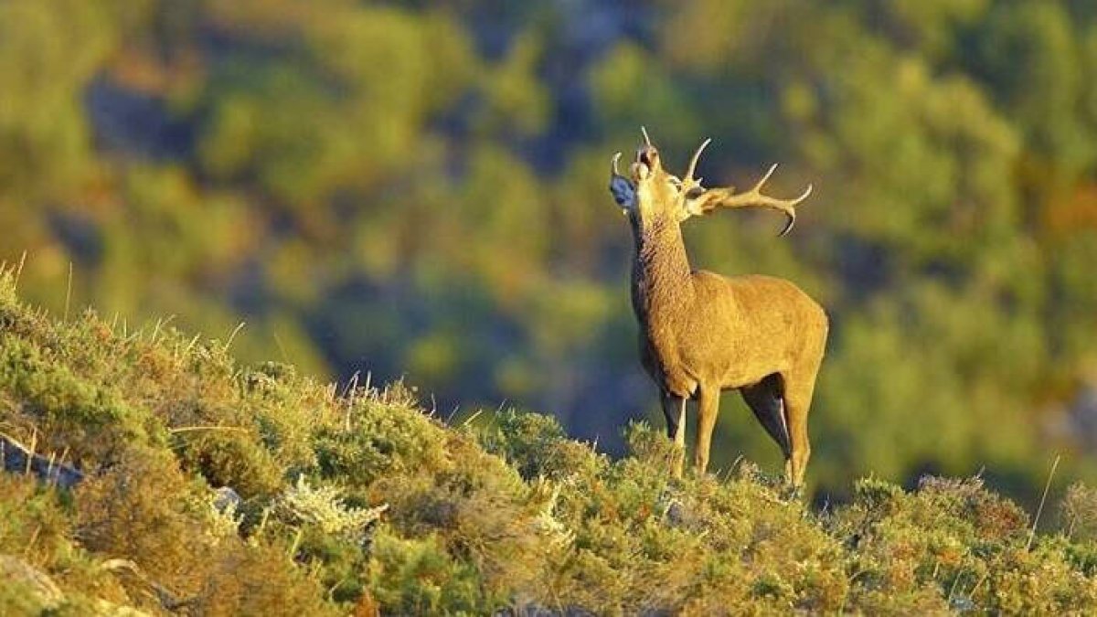 Berrea en la sierra de Cazorla, Jaén.