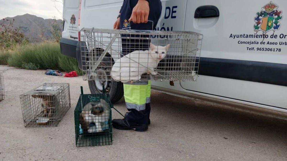 Orihuela esteriliza a 85 gatos sin propietarios