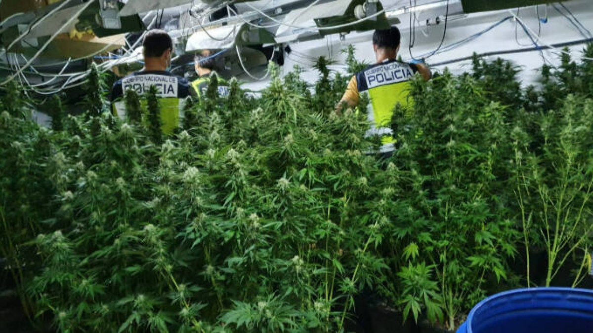 Detenidas dos personas en Torrent por cultivar 176 plantas de marihuana en casa