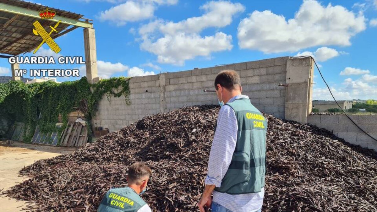imagen de archivo I La Guardia Civil interviene algarroba.