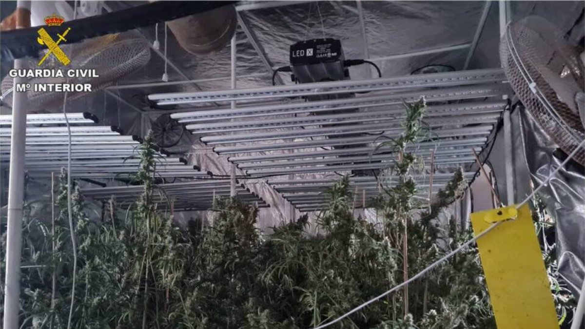 Se le incendia el jardín y le pillan una plantación de marihuana