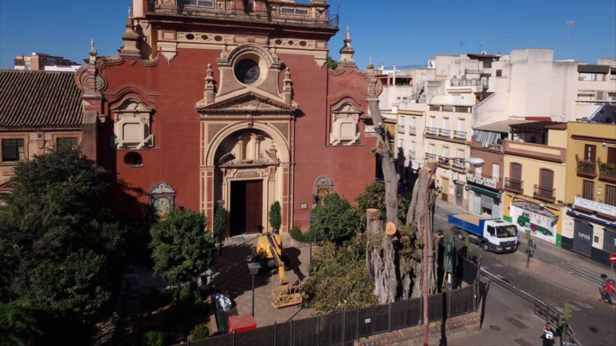 Ficus talado junto a la iglesia de San Jacinto, en el barrio de Triana, Sevilla.