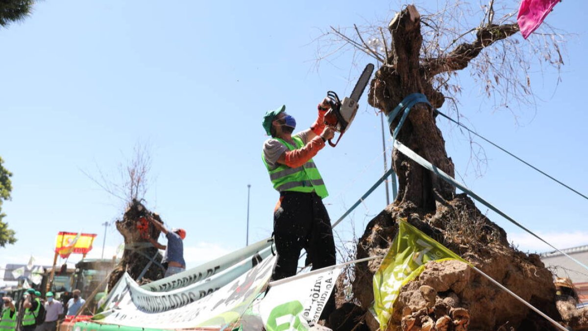 Agricultores podan un olivo centenario muerto, durante una concentración a las puertas del Ministerio de Agricultura para reclamar un futuro para el sector, durante el pasado verano.
