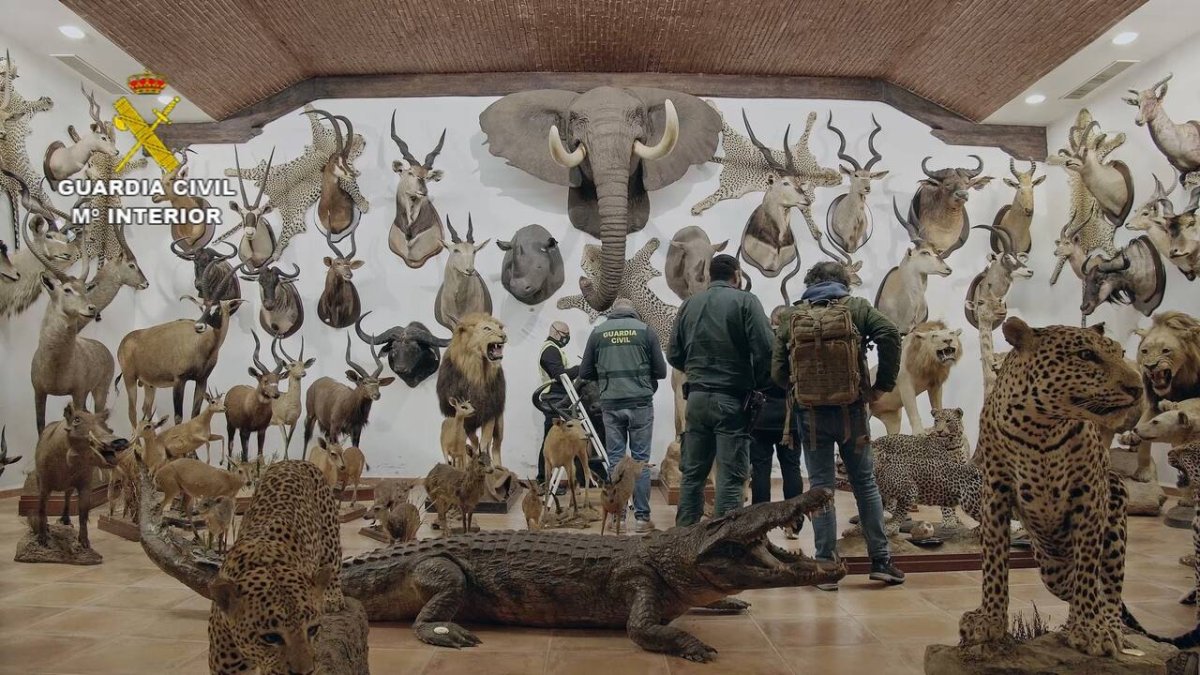 Incautan 1.090 animales disecados, la mayor colección hallada en España