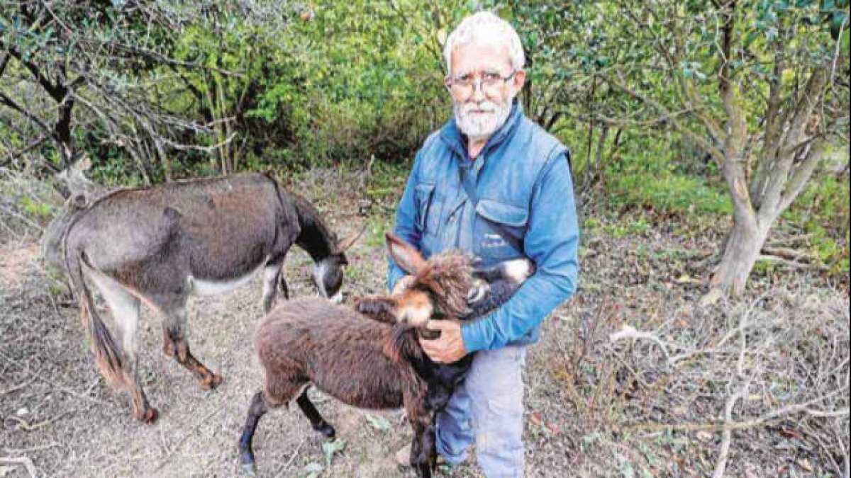 Juan Lebrián, ganadero de los burros del Desert de Les Palmes. Foto Las Provincias