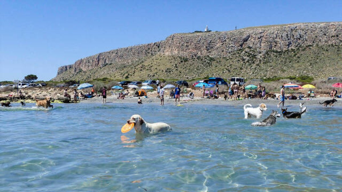 La Costa Blanca activa el ‘Pet Friendly’ para atraer a turistas con mascotas