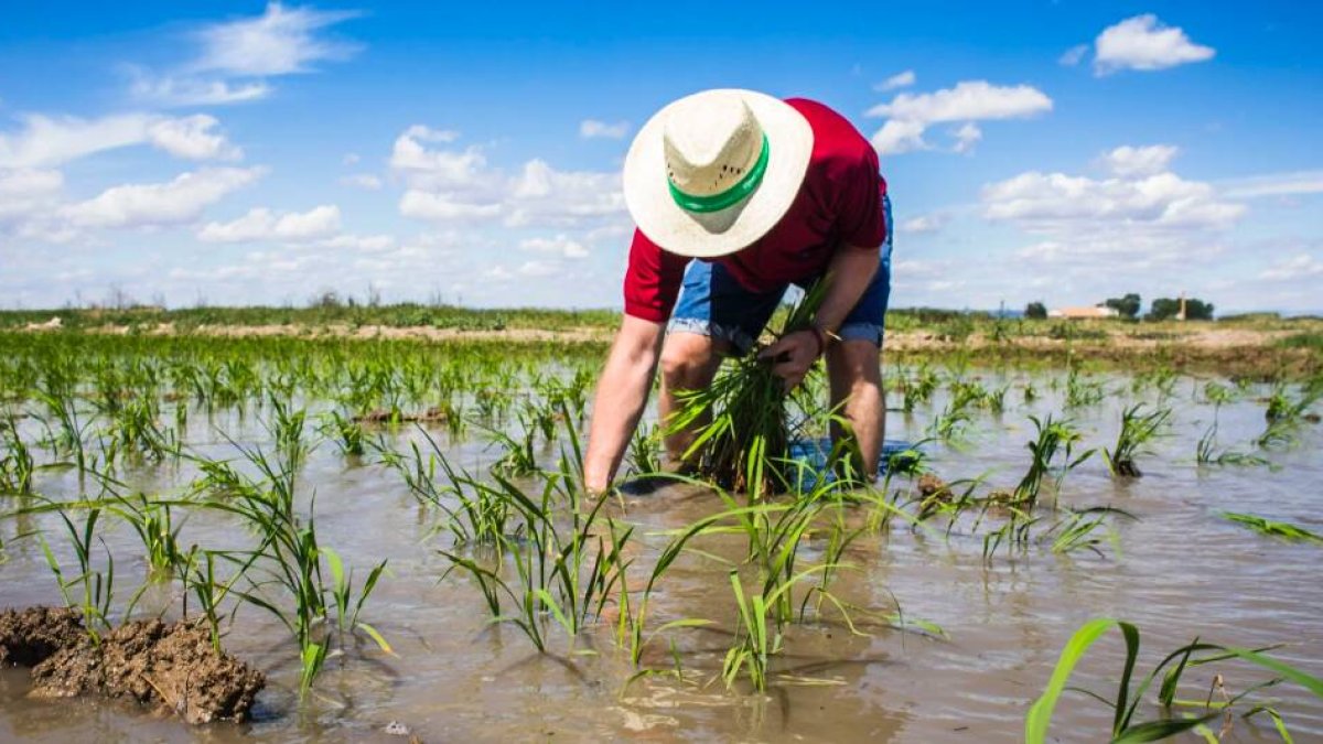 Imagen de un arrocero en l'Albufera de Valencia - EVA MÁÑEZ, GUÍA REPSOL